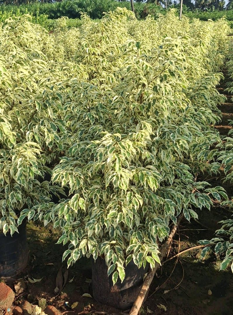 Kingbush