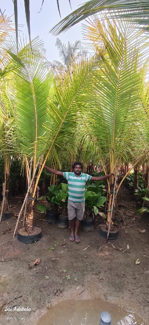 Coconut