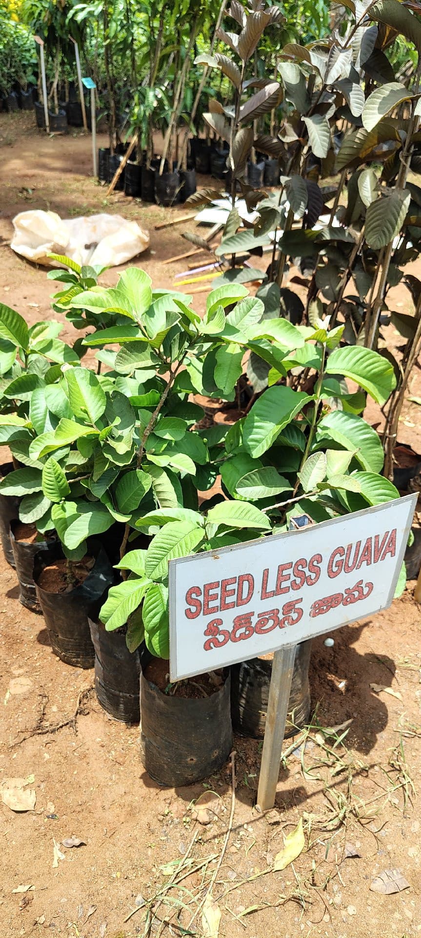 Seedless Guava