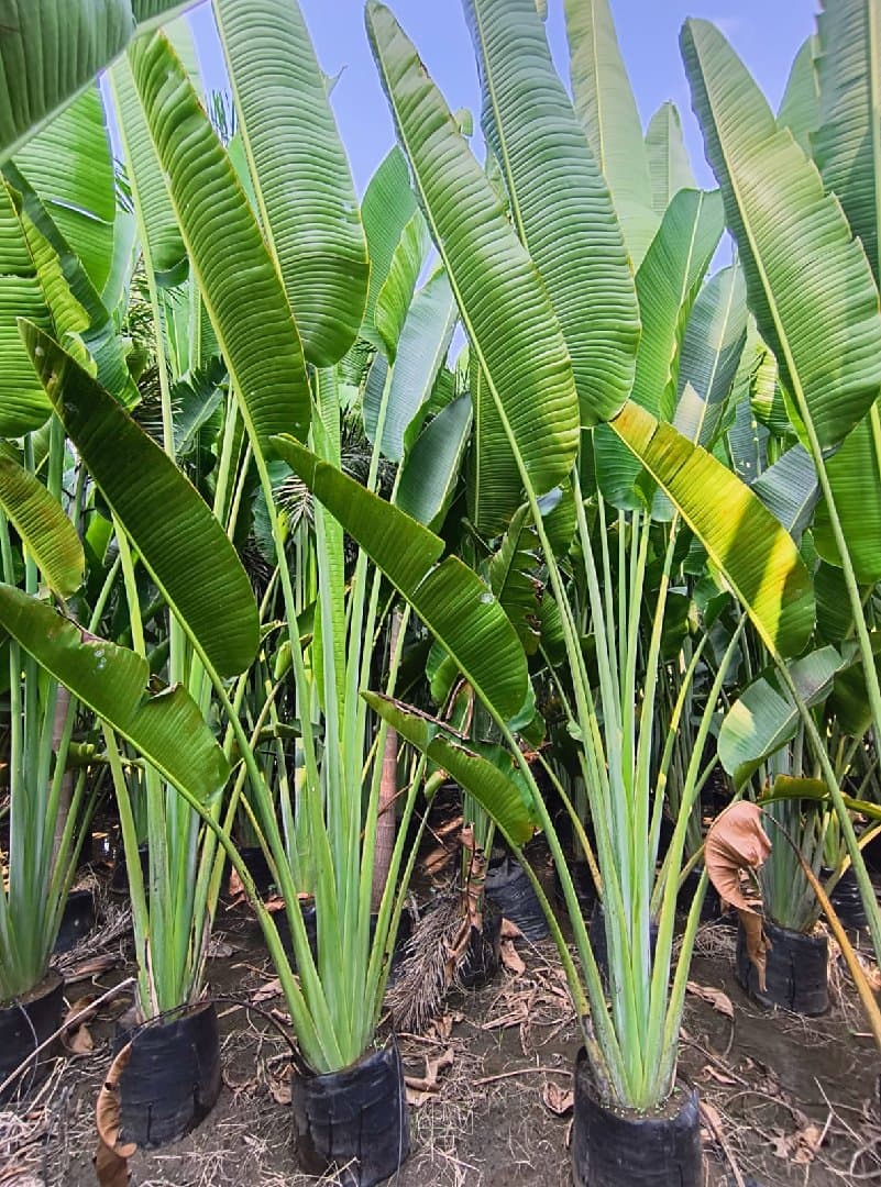 Traveller Palm