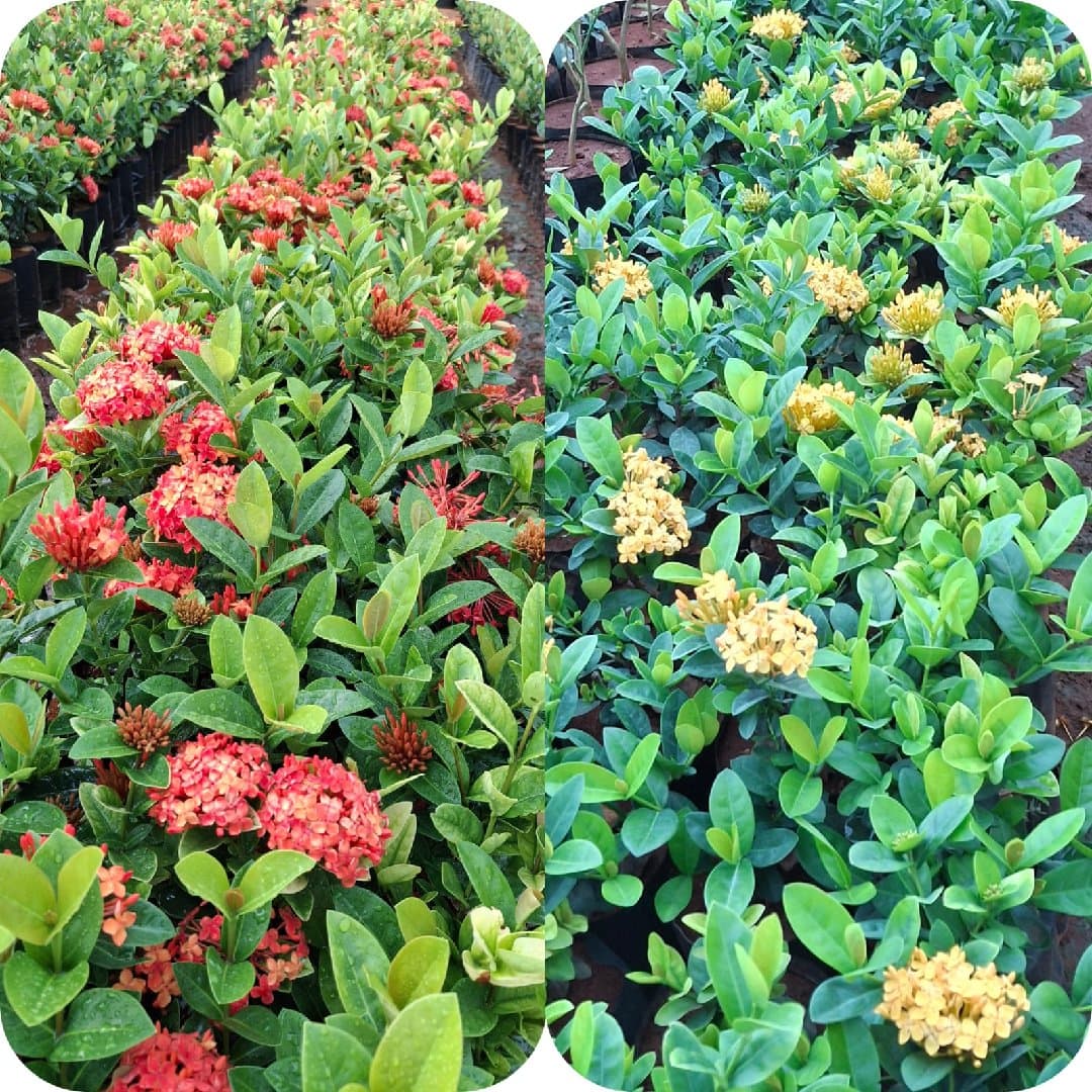 Thailand Ixora And Dwarf Ixora